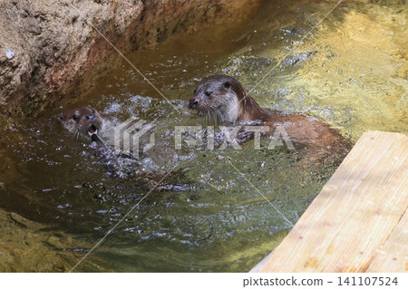 Otter Otter 141107524