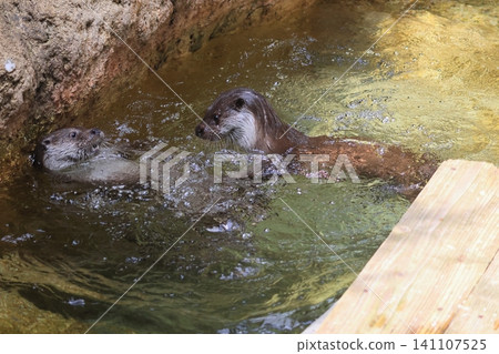 Otter Otter 141107525