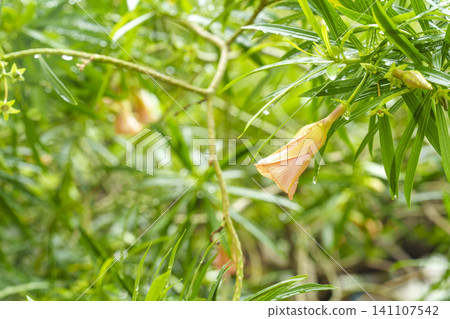 Close-up of a yellow oleander flower bud with water droplets hanging from a green branch in a garden. Lush tropical foliage and soft natural lighting create a fresh spring or summer atmosphere. Close-up of a yellow oleander flower bud with water droplets hanging from a green branch in a garden. Lush tropical foliage and soft natural lighting create a fresh spring or summer atmosphere. 141107542