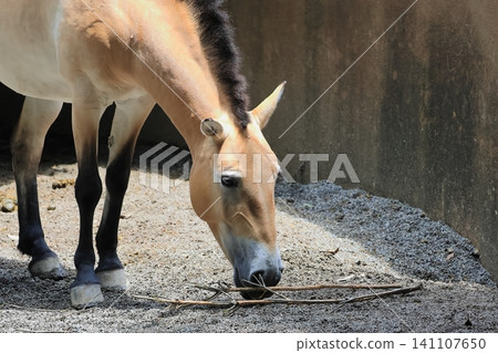 Moucona Moucona 141107650