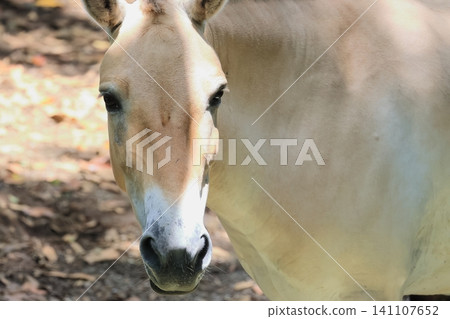 Moucona Moucona 141107652