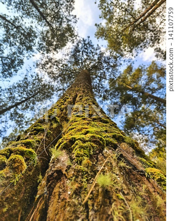 Low angle view of a tall Merkus pine tree under a sky. Low angle view of a tall Merkus pine tree under a sky. 141107759