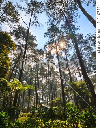 Beautiful pine forest atmosphere with tall trees. Beautiful pine forest atmosphere with tall trees. 141107764