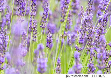 A landscape of vast lavender fields and bees flying about. A landscape of vast lavender fields and bees flying about. 141107800