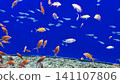 fish  141107806