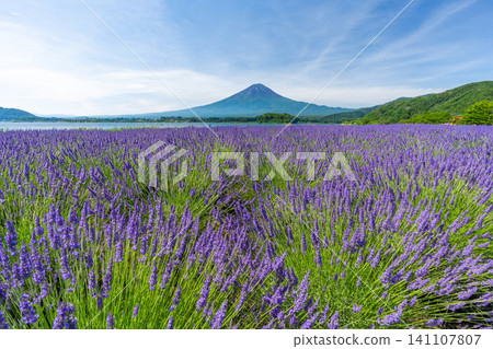 Summer at Lake Kawaguchi: Lavender and Mount Fuji, Oishi Park, Japan Summer at Lake Kawaguchi: Lavender and Mount Fuji, Oishi Park, Japan 141107807