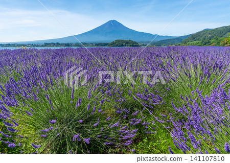 Summer at Lake Kawaguchi: Lavender and Mount Fuji, Oishi Park, Japan Summer at Lake Kawaguchi: Lavender and Mount Fuji, Oishi Park, Japan 141107810