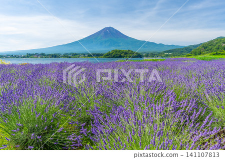Summer at Lake Kawaguchi: Lavender and Mount Fuji, Oishi Park, Japan Summer at Lake Kawaguchi: Lavender and Mount Fuji, Oishi Park, Japan 141107813