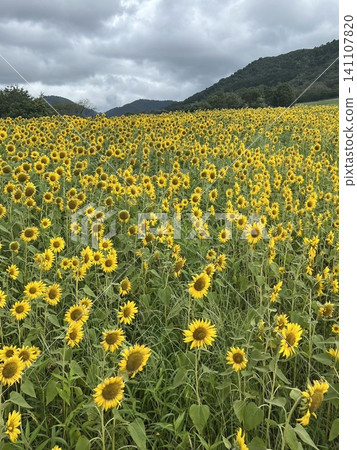 Sunflower field spreading to one side Sunflower field spreading to one side 141107820