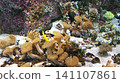 Coral 141107861