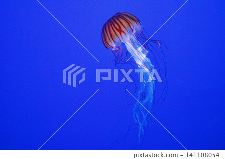 Jellyfish in the aquarium Jellyfish in the aquarium 141108054