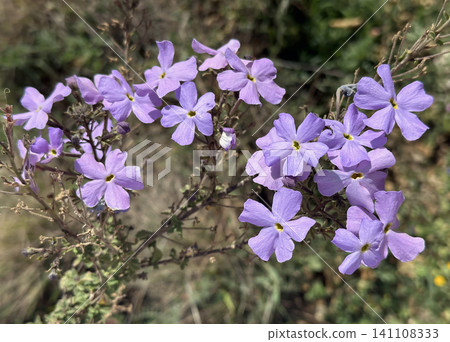 Wild Phlox or Dakota Mock Vervain (Jamesbrittenia grandiflora) Wild Phlox or Dakota Mock Vervain (Jamesbrittenia grandiflora) 141108333