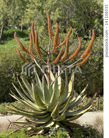 Blossom Cape Aloe (Aloe ferox) 141108335