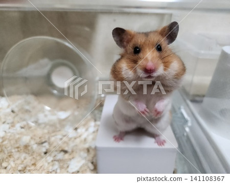 臉頰肉嘟嘟的倉鼠 臉頰肉嘟嘟的倉鼠 141108367