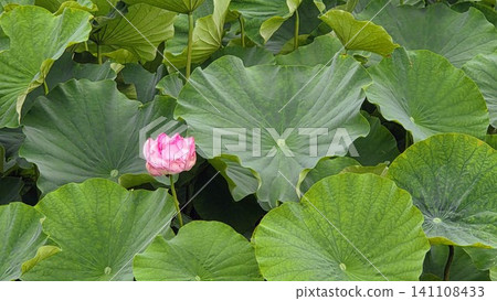 一朵可愛的蓮花 一朵可愛的蓮花 141108433