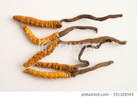 Cordyceps sinensis or Ophiocordyceps sinensis isolated on white background, mushroom herb treatment medicine. Cordyceps sinensis or Ophiocordyceps sinensis isolated on white background, mushroom herb treatment medicine. 141108565