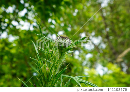 A bud of some kind of thistle (plant) 141108576