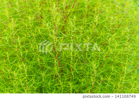 A summer landscape of vibrant green kochia plants growing densely together. A summer landscape of vibrant green kochia plants growing densely together. 141108749