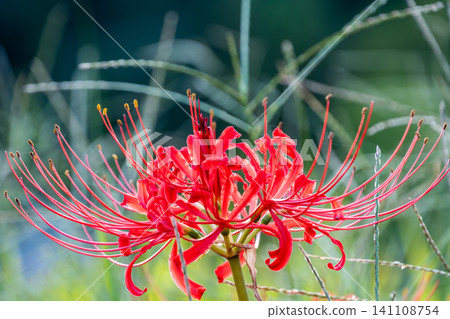 Red spider lilies blooming brilliantly against a backdrop of blue sky and grass. Red spider lilies blooming brilliantly against a backdrop of blue sky and grass. 141108754