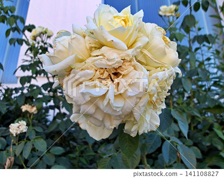 White Rose Cluster in Garden. White Rose Cluster in Garden. 141108827