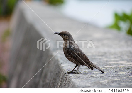 Three Blue Rock Thrushes perched on the breakwater 141108859