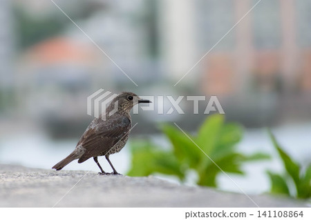 A Blue Rock Thrush spotted on a breakwater in Chatan Town, Okinawa Prefecture. A Blue Rock Thrush spotted on a breakwater in Chatan Town, Okinawa Prefecture. 141108864