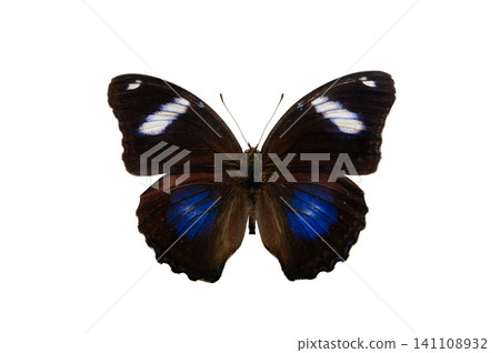 butterfly Hypolimnas bolina isolated on white background 141108932