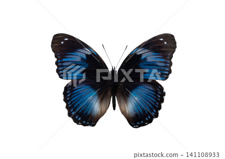 butterfly hypolimnas salmacis isolated on white background butterfly hypolimnas salmacis isolated on white background 141108933