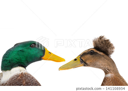 male brown duck isolated on white background male brown duck isolated on white background 141108934