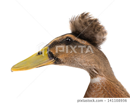 duck on a white background duck on a white background 141108936