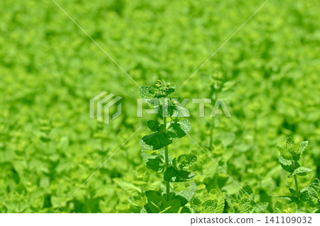 蘋果薄荷 蘋果薄荷 141109032