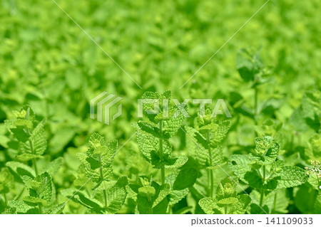 蘋果薄荷 蘋果薄荷 141109033