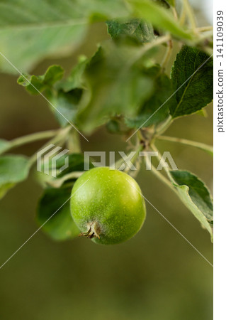 Young green apple growing on tree branch, unripe fruit developing in orchard, showing agriculture and natural growth Young green apple growing on tree branch, unripe fruit developing in orchard, showing agriculture and natural growth 141109039