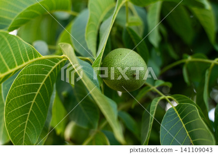 Green unripe walnut hanging on a tree branch among fresh leaves growing in a garden during summer Green unripe walnut hanging on a tree branch among fresh leaves growing in a garden during summer 141109043