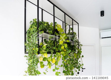 Green plants thriving on a minimalist black metal shelf in a modern interior design displaying biophilic elements 141109045