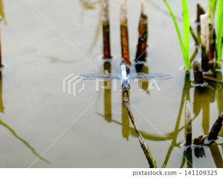 The common skimmer dragonfly at Izunuma Marsh, a swan migration site registered under the Ramsar Convention. The common skimmer dragonfly at Izunuma Marsh, a swan migration site registered under the Ramsar Convention. 141109325