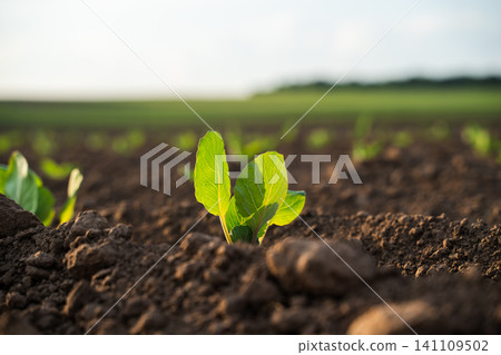 Young green sprout growing in rich brown soil on agricultural farmland, symbolizing new beginnings and organic farming Young green sprout growing in rich brown soil on agricultural farmland, symbolizing new beginnings and organic farming 141109502