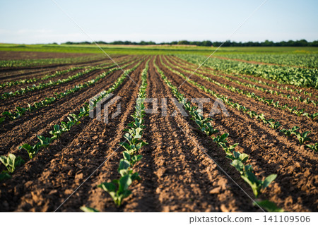 New crop seedlings growing in rows on tilled brown soil, representing agriculture, sustainability and growth New crop seedlings growing in rows on tilled brown soil, representing agriculture, sustainability and growth 141109506