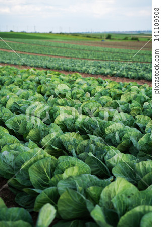 Cabbage plants growing in neat rows on an organic farm. Fresh vegetables thriving under a cloudy sky Cabbage plants growing in neat rows on an organic farm. Fresh vegetables thriving under a cloudy sky 141109508