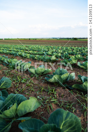 Cabbage planting in rows on a vast agricultural field showing vegetable crop growth and organic farming practices Cabbage planting in rows on a vast agricultural field showing vegetable crop growth and organic farming practices 141109513