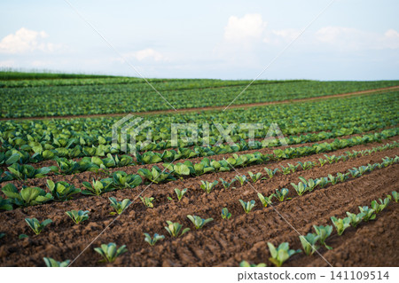 Cabbage field showing rows of growing fresh organic vegetables and cultivating sustainable agriculture Cabbage field showing rows of growing fresh organic vegetables and cultivating sustainable agriculture 141109514