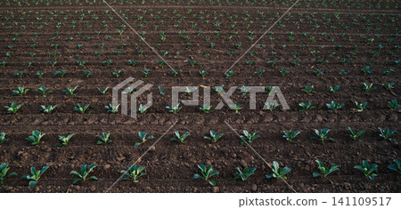 Young healthy cabbage crops growing in rows on rich dark soil, representing agriculture and sustainable farming practices Young healthy cabbage crops growing in rows on rich dark soil, representing agriculture and sustainable farming practices 141109517
