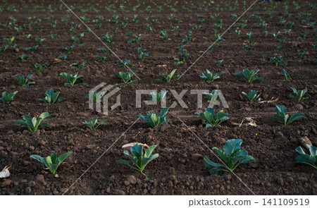 Young cabbage plants growing in neat rows on fertile brown soil, concept of agriculture and organic farming Young cabbage plants growing in neat rows on fertile brown soil, concept of agriculture and organic farming 141109519