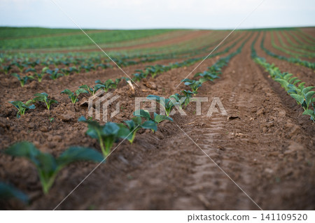 Green cabbage seedlings thriving in rich soil, neatly planted in long rows across a rural farm field 141109520