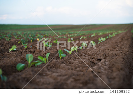 Green rows of young cauliflower plants growing in fertile brown soil on an agricultural field under a clear sky Green rows of young cauliflower plants growing in fertile brown soil on an agricultural field under a clear sky 141109532