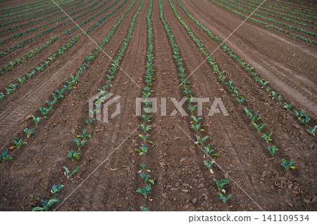 Rows of young green crops growing in fertile brown soil on an agricultural field, showing steady growth and farming Rows of young green crops growing in fertile brown soil on an agricultural field, showing steady growth and farming 141109534