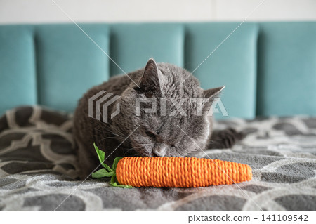 Grey cat playing with carrot shaped toy on bed Grey cat playing with carrot shaped toy on bed 141109542