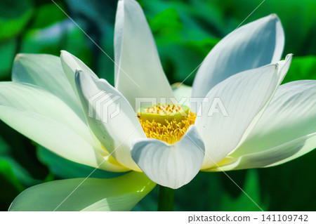 白蓮花 白蓮花 141109742