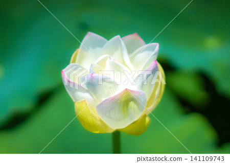 即將開放的蓮花 即將開放的蓮花 141109743