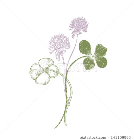 Gentle clover and flowers vector illustration with four leaf for good luck. Hand drawn sketch of trefoil plant in engraving style. Symbol of Saint Patrick Day and nature design element for invitation. Gentle clover and flowers vector illustration with four leaf for good luck. Hand drawn sketch of trefoil plant in engraving style. Symbol of Saint Patrick Day and nature design element for invitation. 141109993